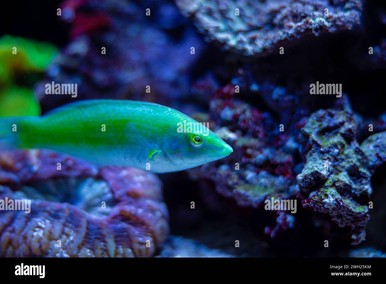 Halichoeres chloropterus green fish in an aquarium tank. Beautiful luminescent fish swimming in water. Corals and rocks around it. Stock Photo