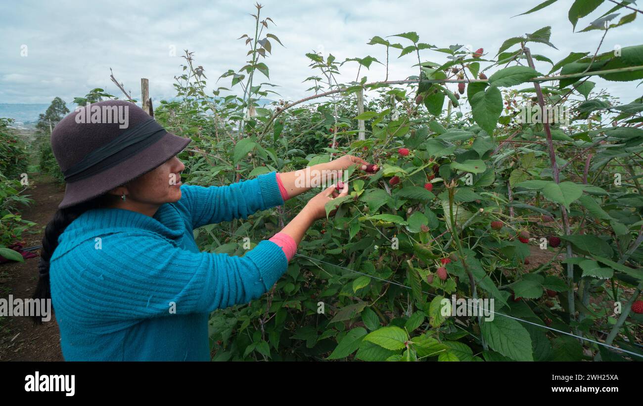Pillaro, Tungurahua / Ecuador - November 7 2023: Indigenous woman harvesting blackberries in the middle of the orchard on a cloudy morning Stock Photo