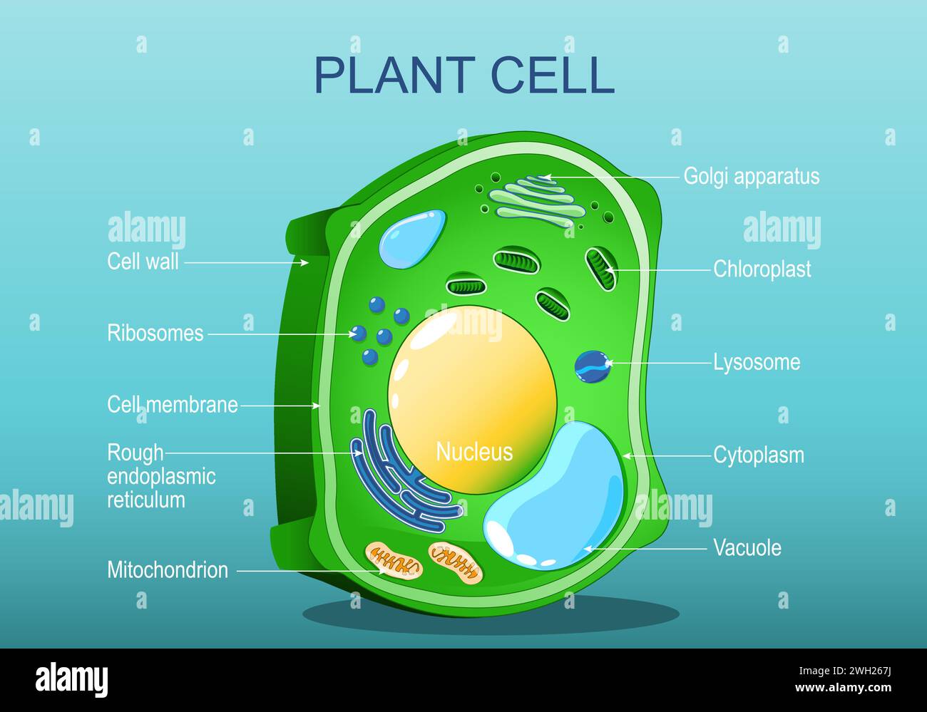 Plant cell structure. Anatomy of a cell of tree leaf. Green plant. Isometric flat vector illustration Stock Vector