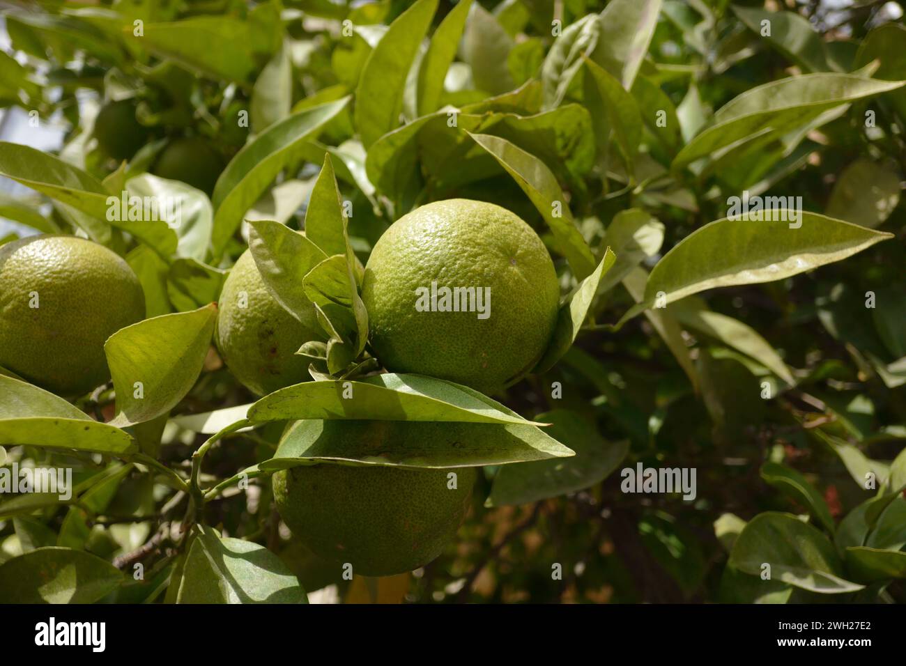 Bitter orange, also known as Seville orange or sour orange, is a citrus fruit native to East Africa, the Arabian Peninsula, Syria, and Southeast Asia. Stock Photo