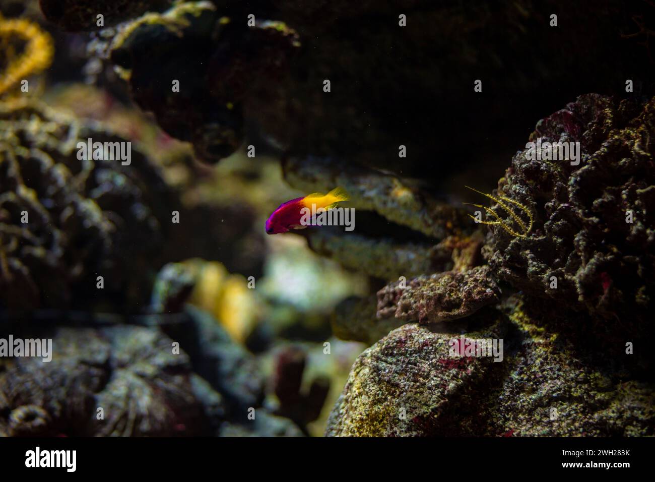 Pseudochromis paccagnellae Pictichromis paccagnellae Royal Dottyback fish in an aquarium. Corals around the fish. Stock Photo