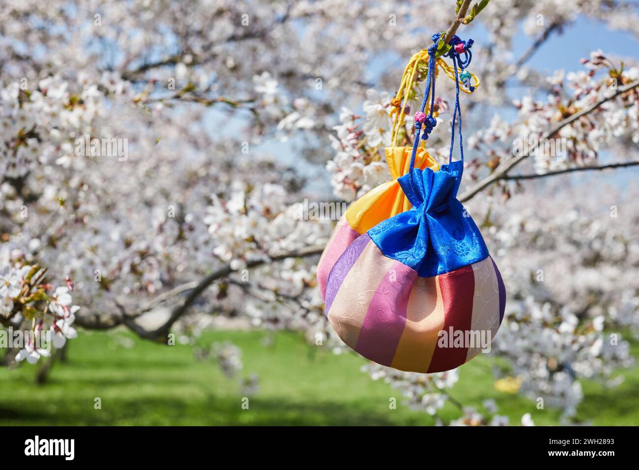 Korean New Year or Seollal. Sebaetdon lucky bag on Cherry blossom tree. Stock Photo