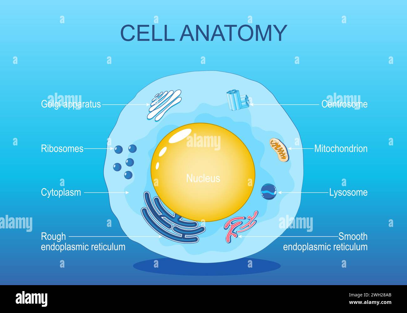 Anatomy of animal cell. Human cell structure. All organelles: Nucleus, Ribosome, Rough endoplasmic reticulum, Golgi apparatus, mitochondrion, cytoplas Stock Vector