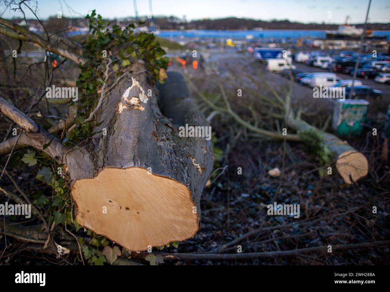 07 February 2024, MecklenburgWestern Pomerania, Rostock The first