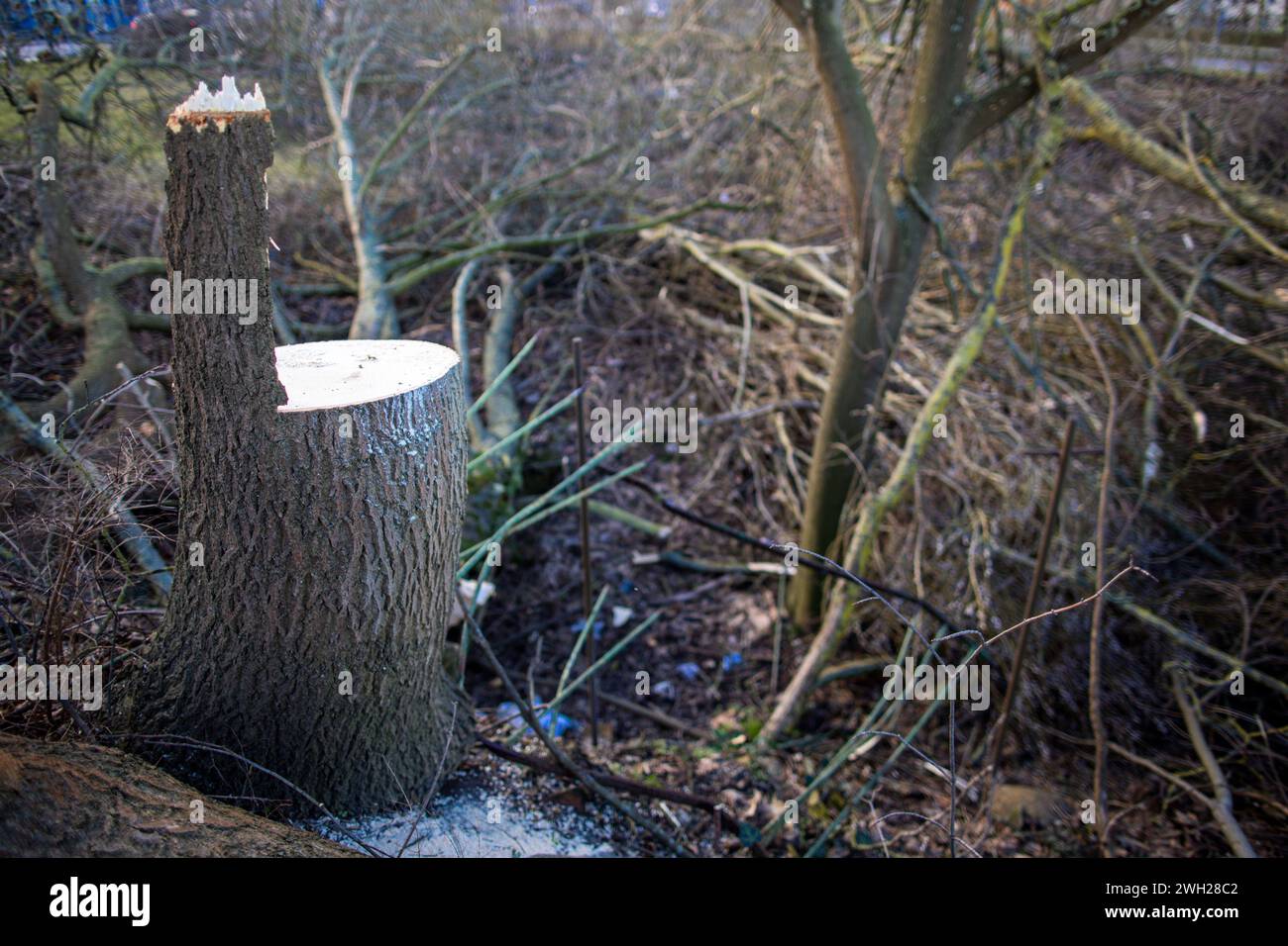 07 February 2024, MecklenburgWestern Pomerania, Rostock The first