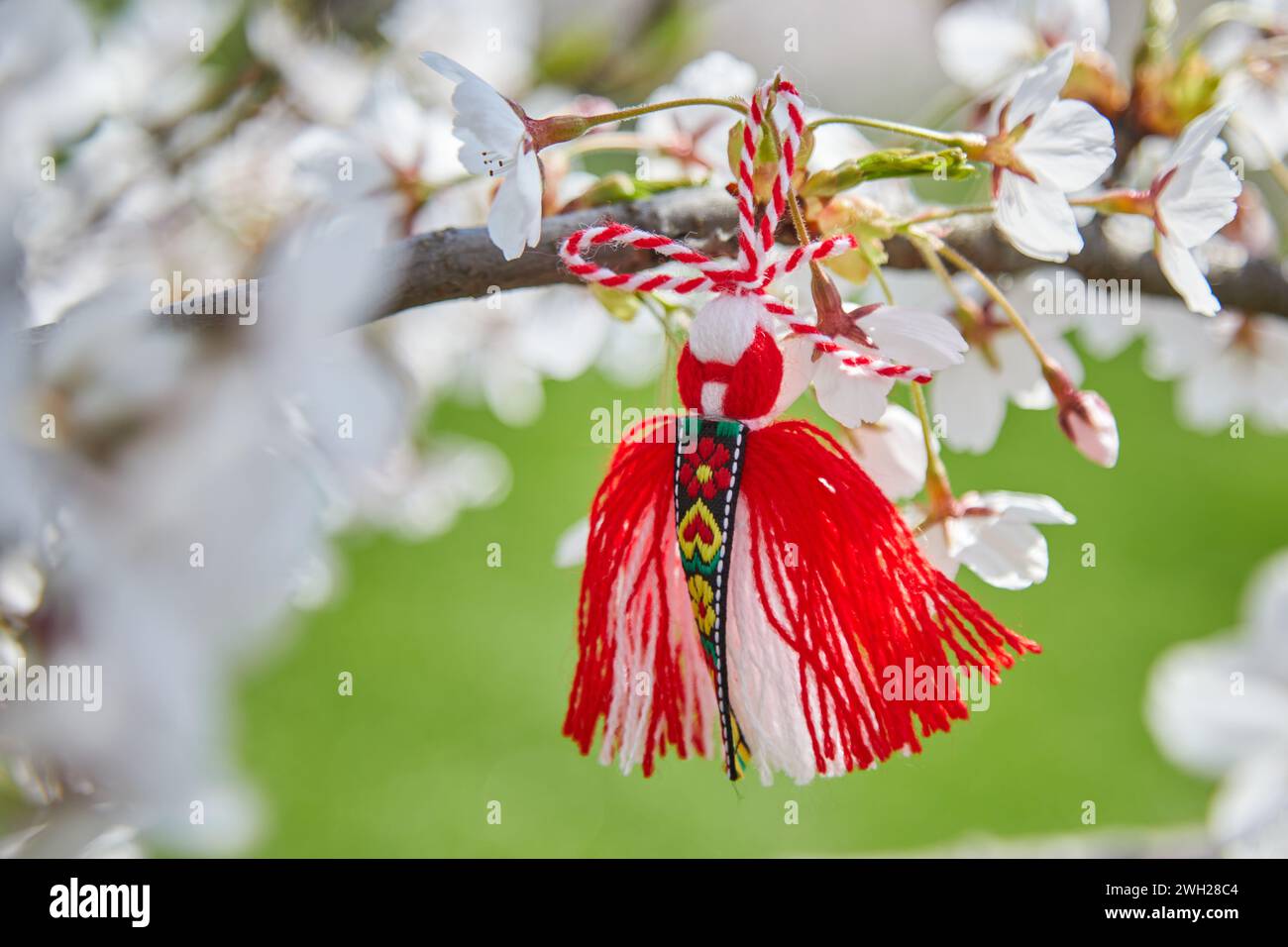 Bulgarian traditional spring decor Martenitsa on the cherry blossom ...