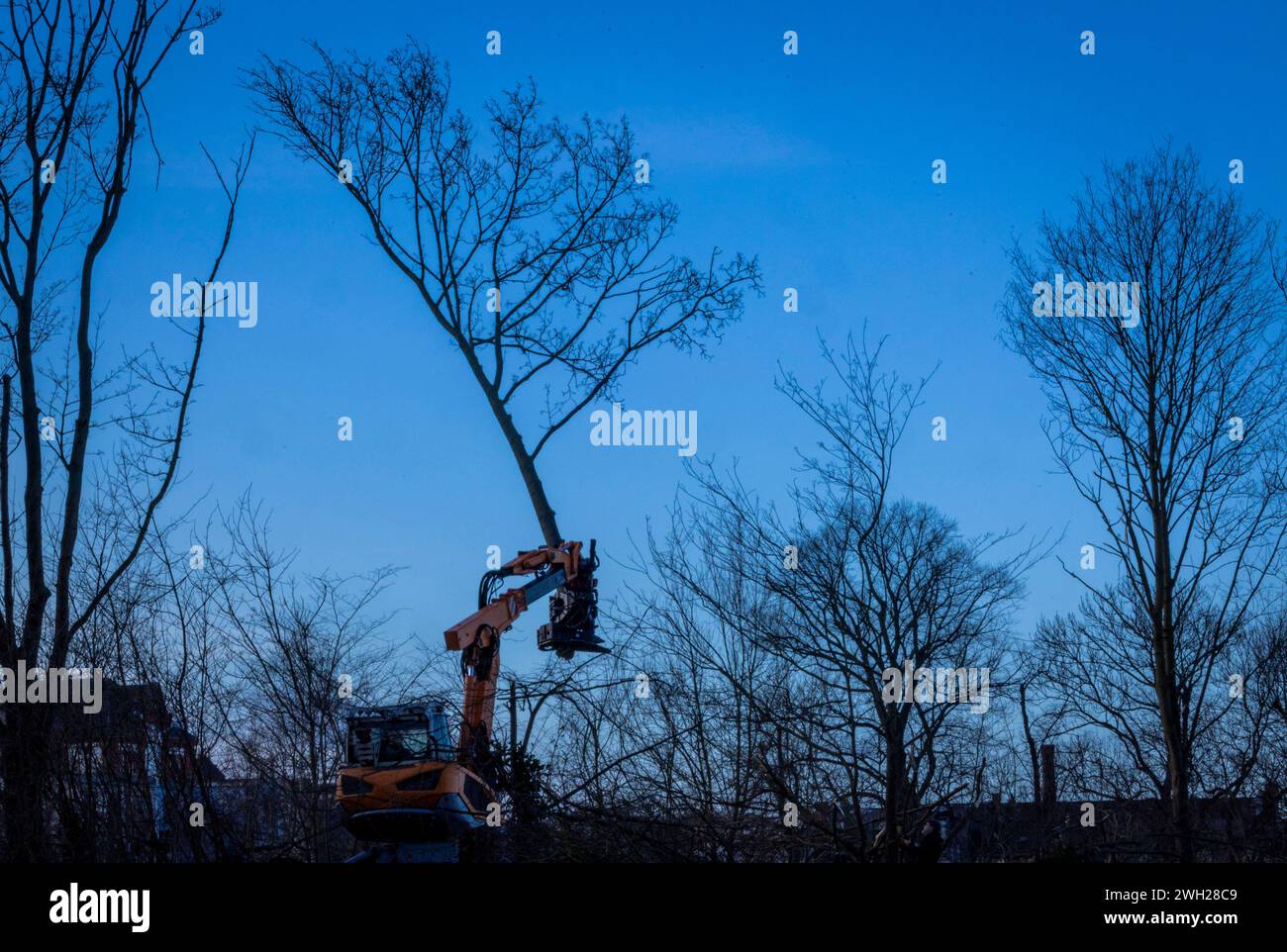 07 February 2024, MecklenburgWestern Pomerania, Rostock The first