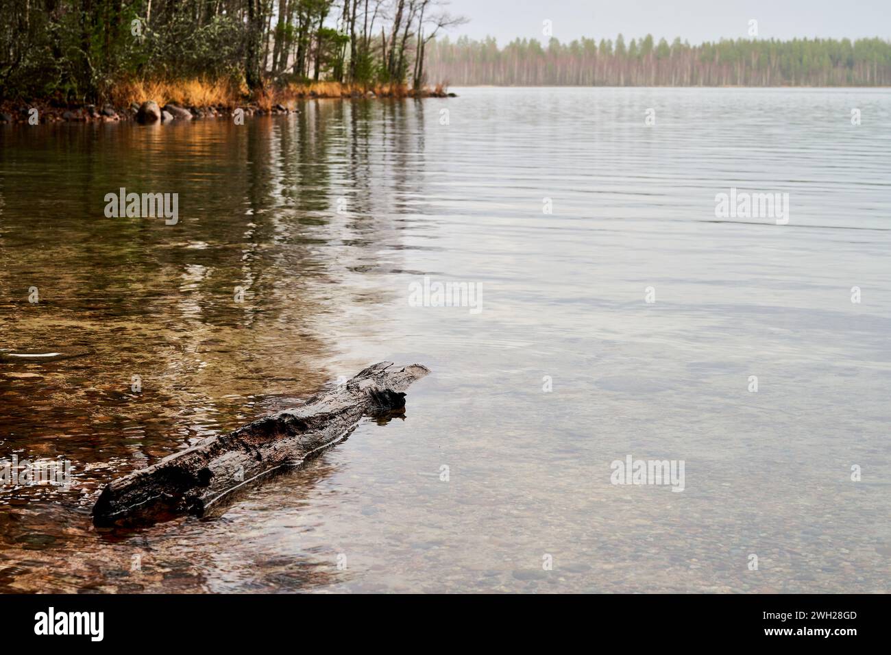 A log floating in the calm waters of the lake with dense trees in the background Stock Photo
