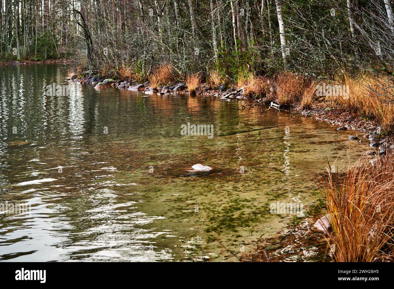 The calm waters of the lake surrounded by dense trees Stock Photo