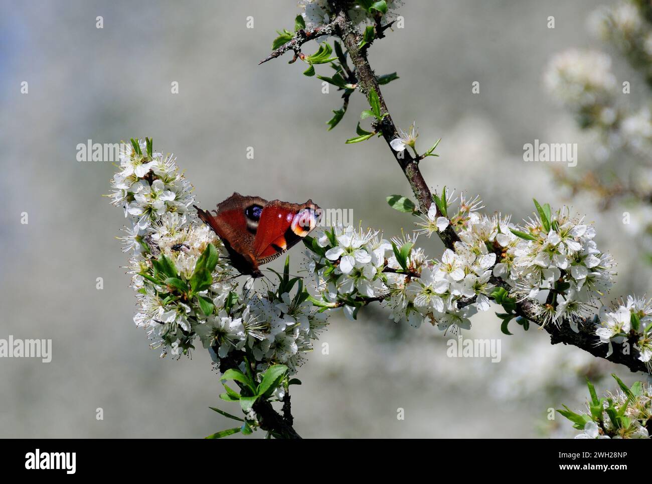 Insect on blackthorn blossom hi-res stock photography and images - Alamy