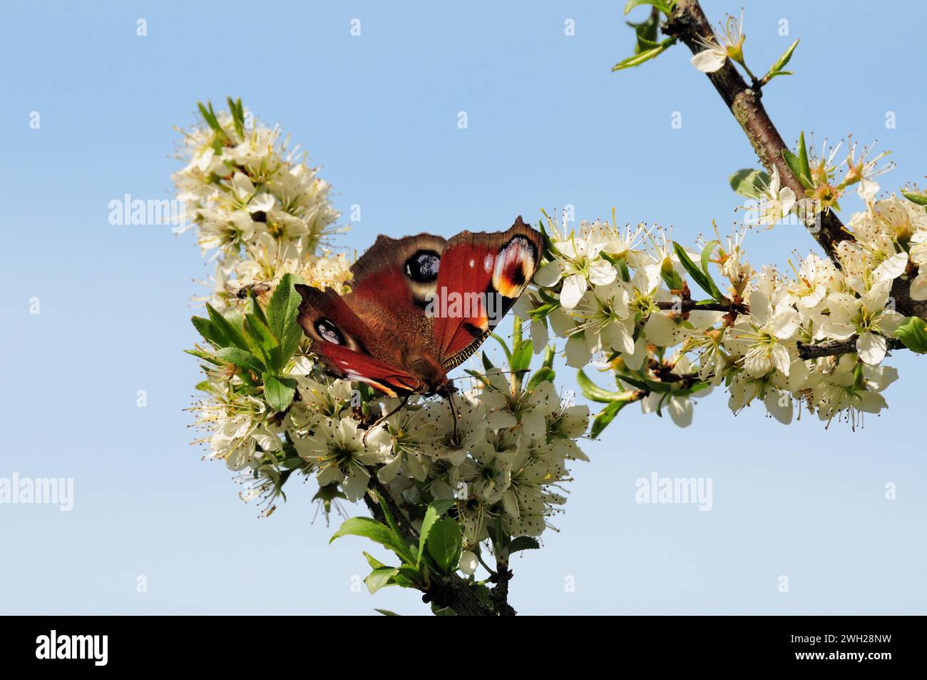 Insect on blackthorn blossom hi-res stock photography and images - Alamy