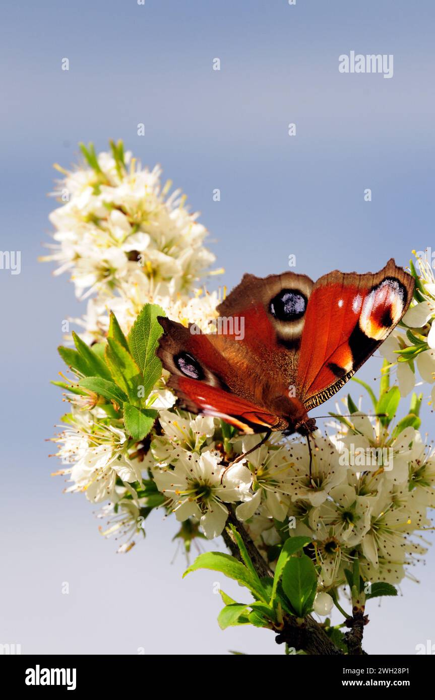 Insect on blackthorn blossom hi-res stock photography and images - Alamy