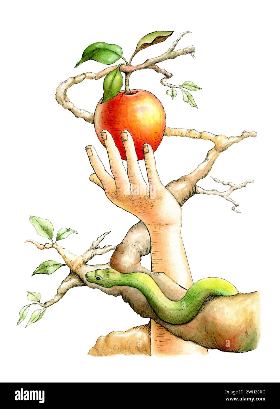 Eva picking up the forbidden fruit, while the snake watches her from a branch. Traditional illustration on paper. Stock Photo