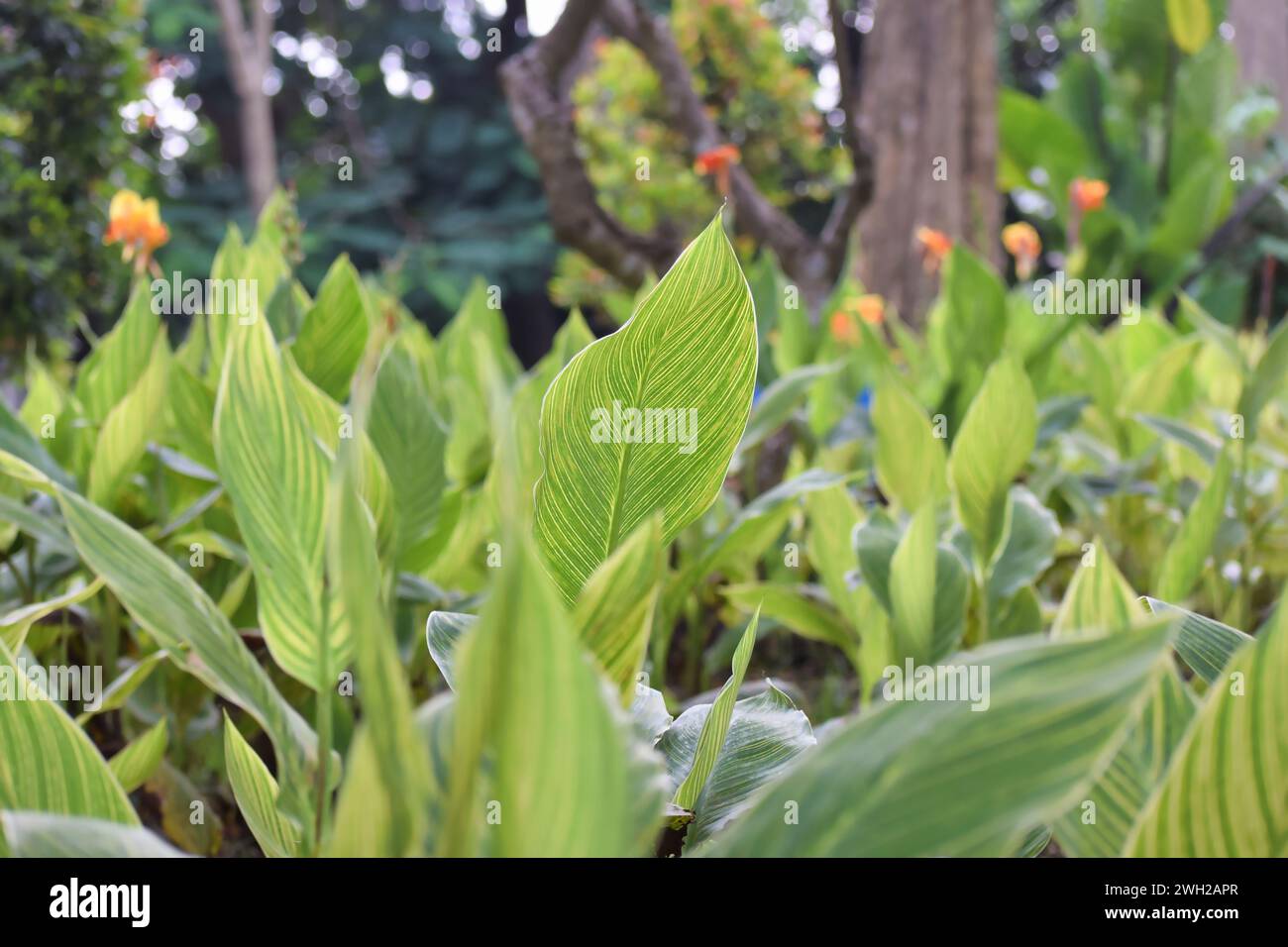 Panna Paniculata green foliage with yellow strip leaves on garden with blur background Stock Photo