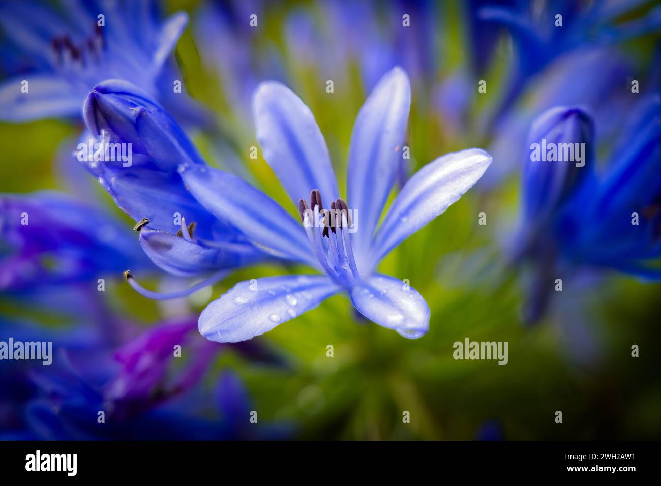 Photo of a blue flower called Agapanthus, after the rain Stock Photo