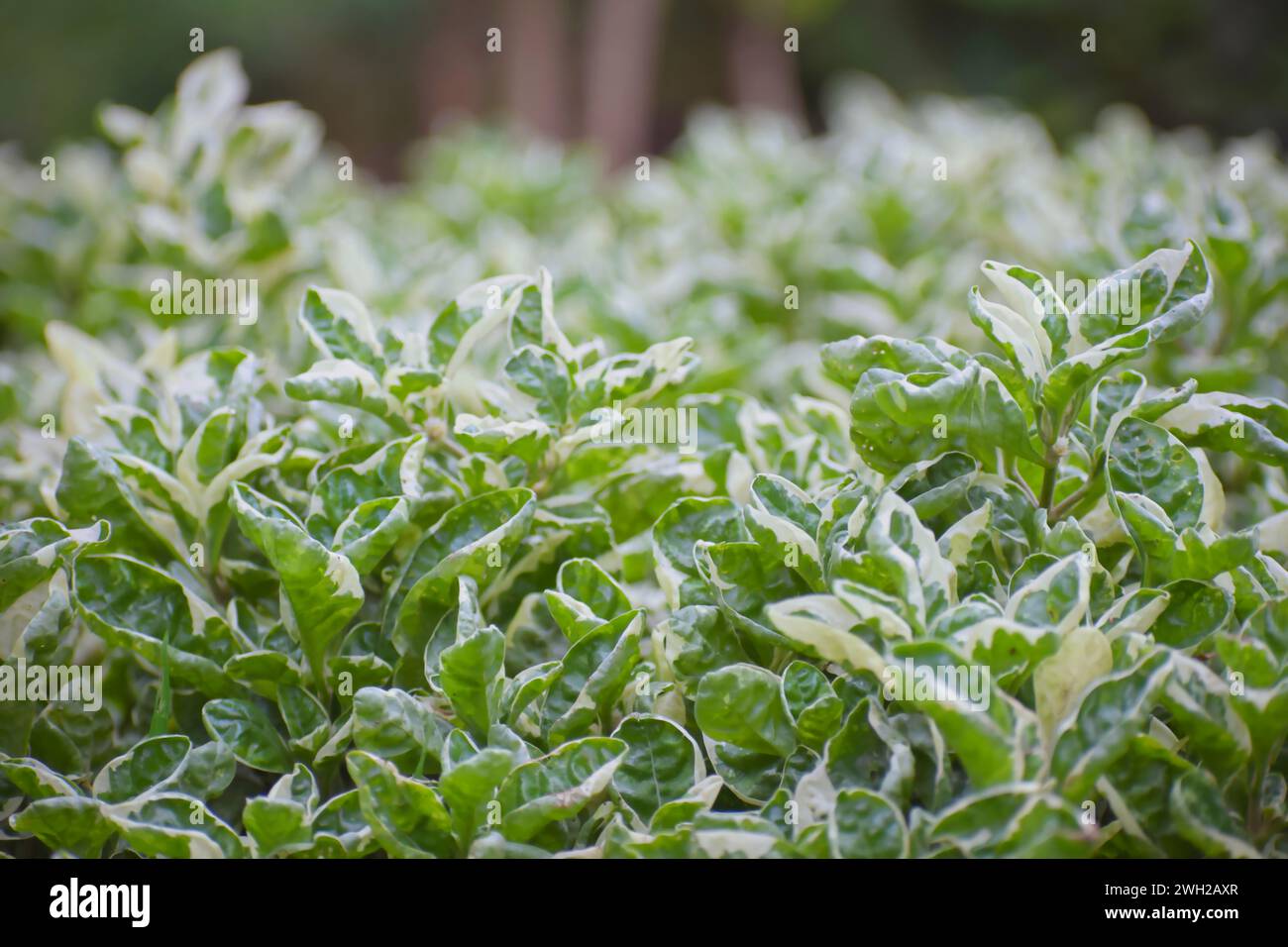close up of a grass white and green leaf of Snowball Alternanthera plant for background and wallpaper Stock Photo