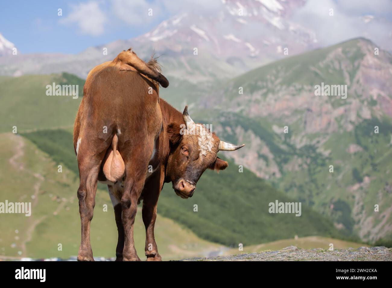 A cow in a mountainous area wags its tail and looks at the camera. Stock Photo