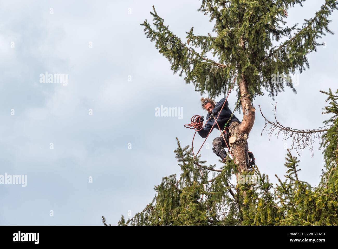 Tree Surgeon cutting the top of a pine tree using a chainsaw with a