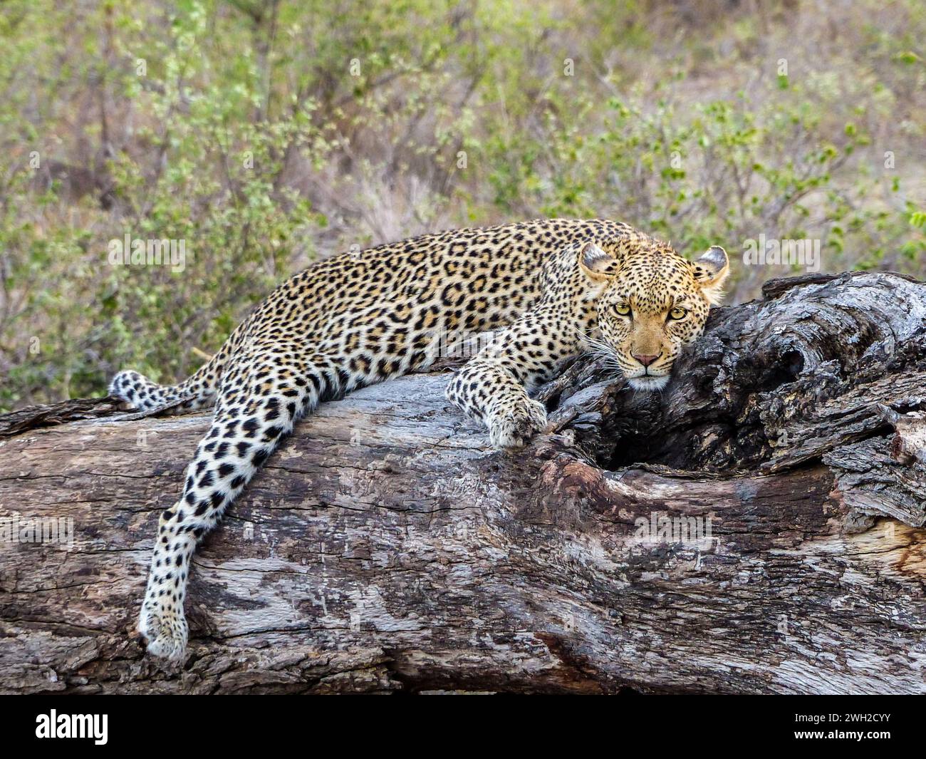 Leopard relaxing laying down on a tree trunk, South Africa Stock Photo