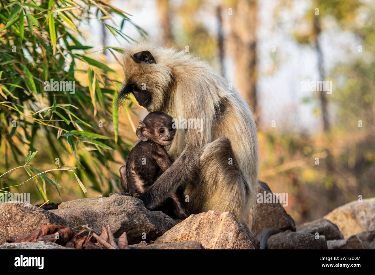 Indian Gray Langur Monkeys Mother and Baby Family, India Stock Photo