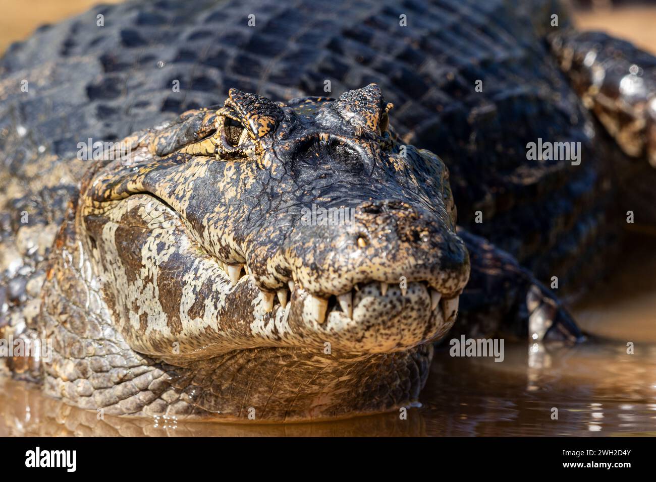Caiman laying down looking at the camera in the shallows of the Cuiaba River in The Pantanal, Brazil, South America Stock Photo