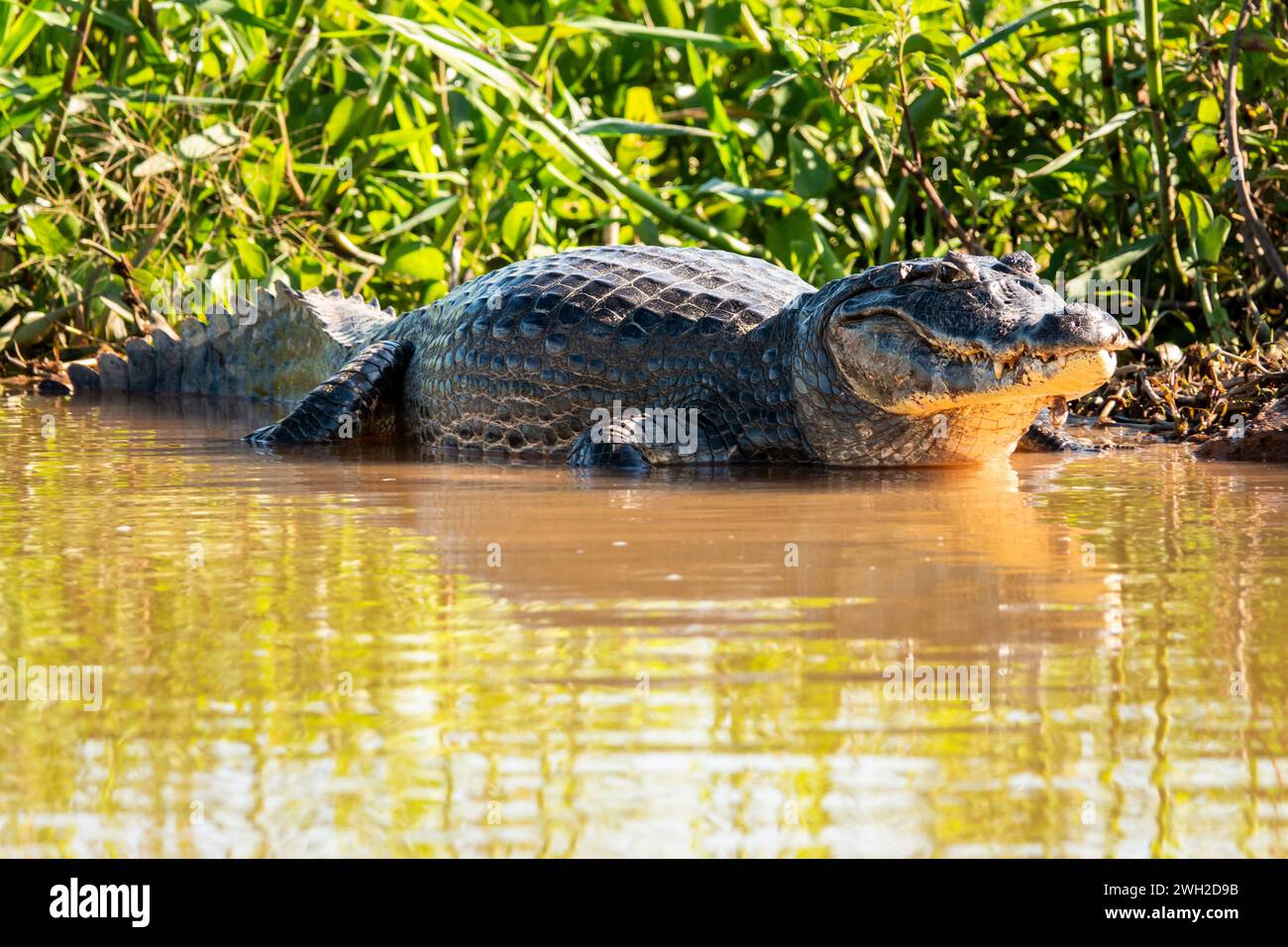 Caiman laying down on the riverbank of the Cuiaba River in The Pantanal, Brazil, South America Stock Photo