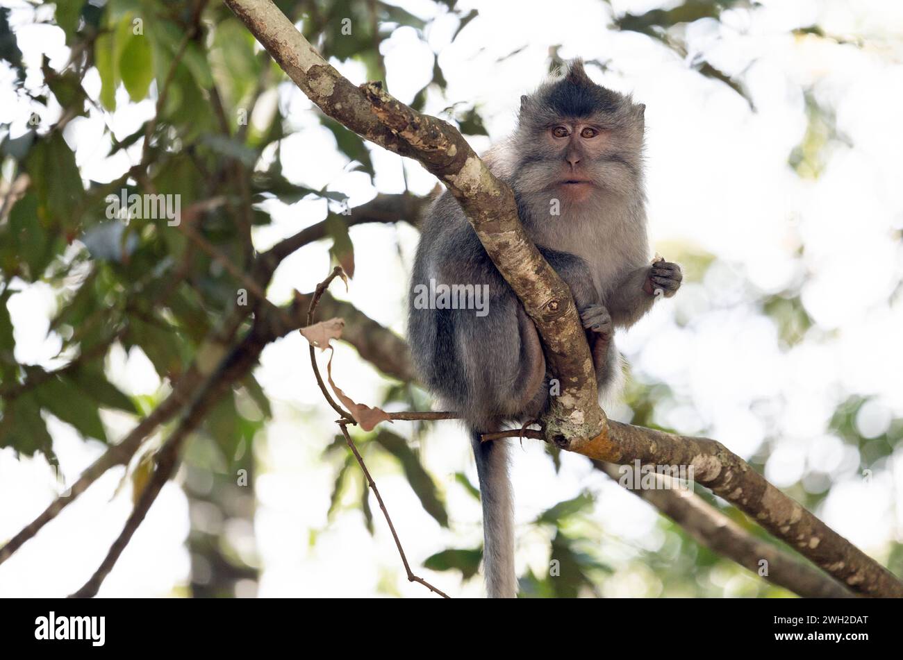 Affe asien hi-res stock photography and images - Alamy