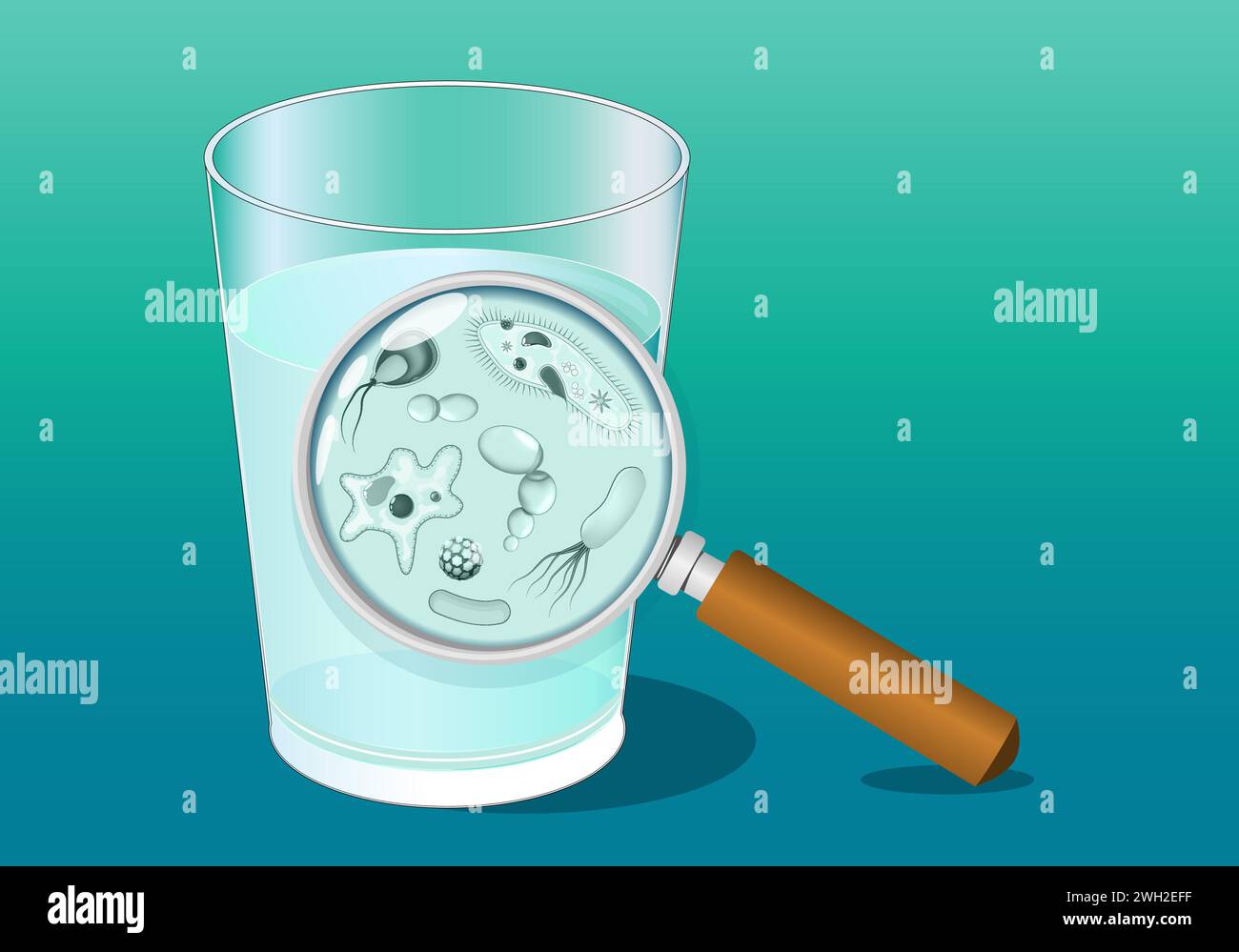 A glass of water and magnifying glass. Close-up of water microbe. Microbial contamination. Waterborne pathogens. Drinking water quality and safety bef Stock Vector