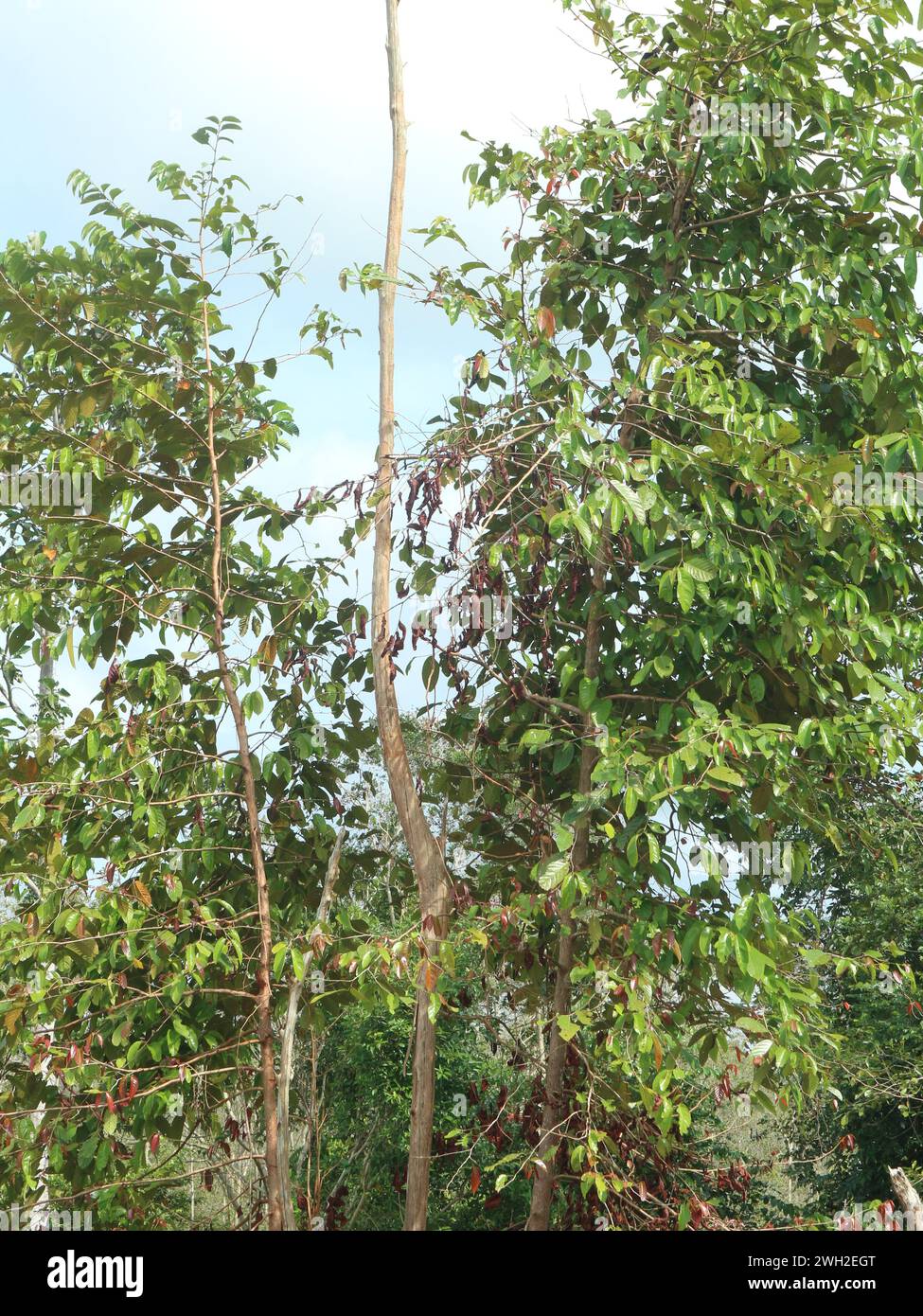 The ironwood tree is a rare plant in the forests of Kalimantan which is