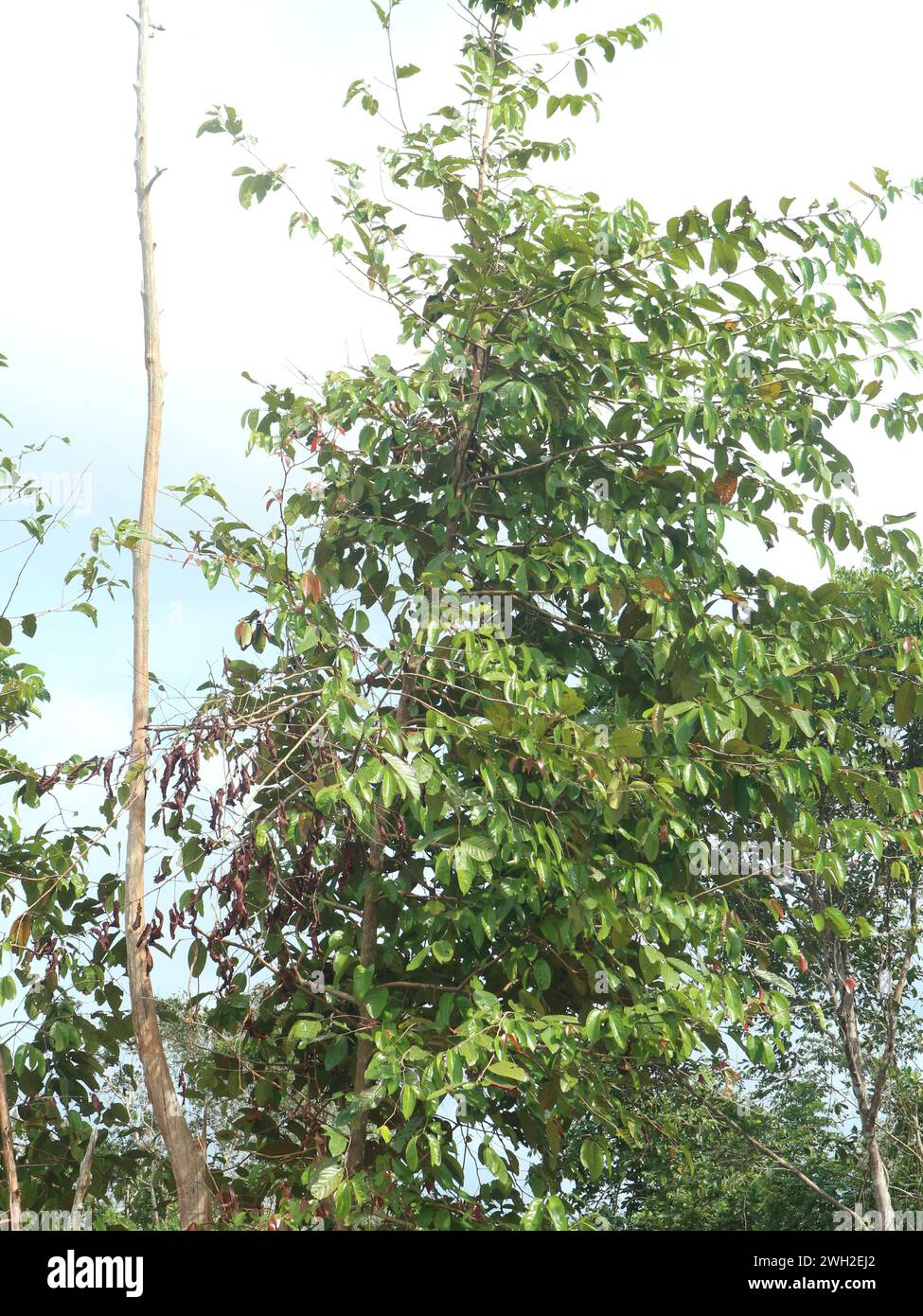 The ironwood tree is a rare plant in the forests of Kalimantan which is