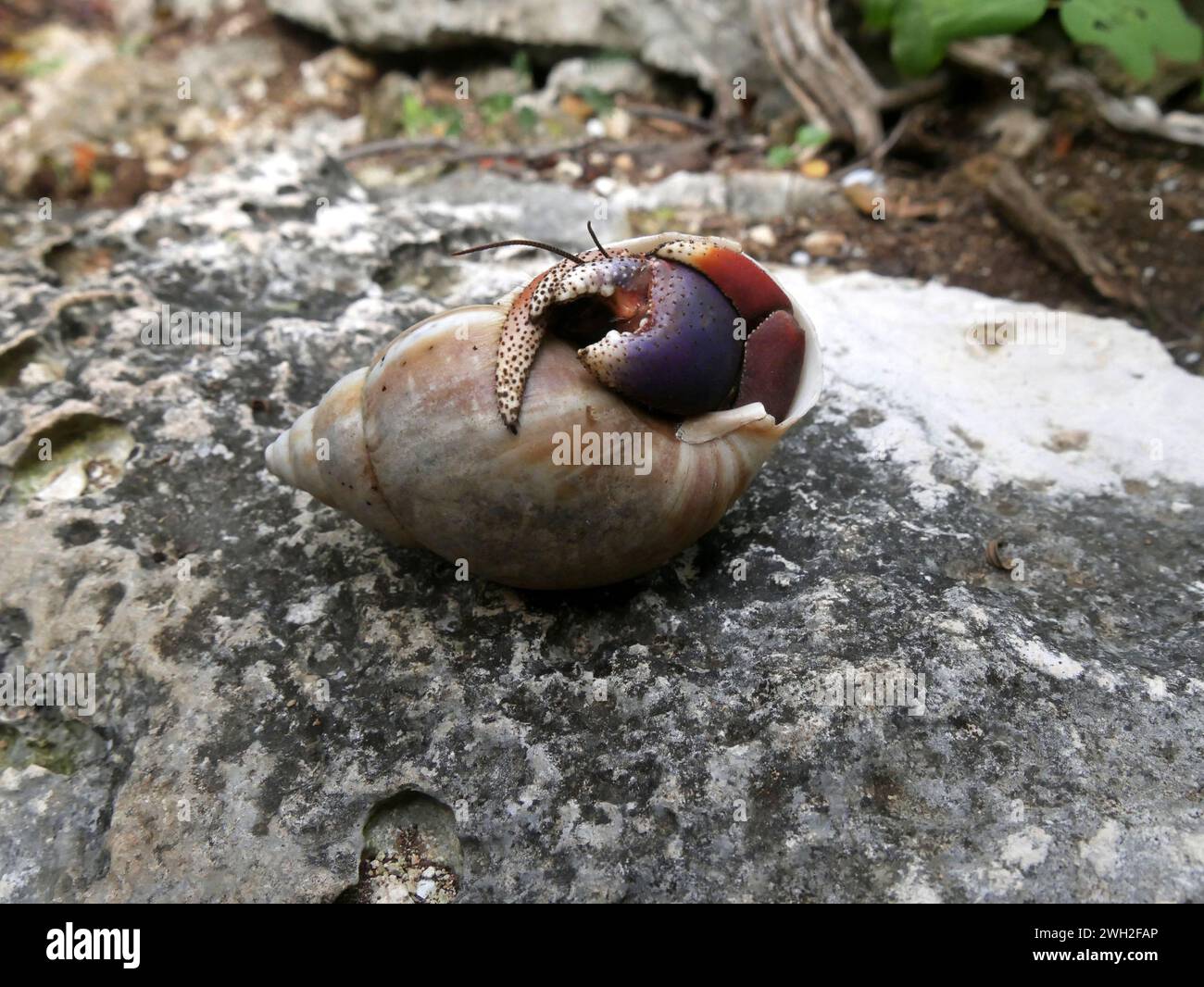 Caribbean hermit crab on a rock, guadeloupe Stock Photo