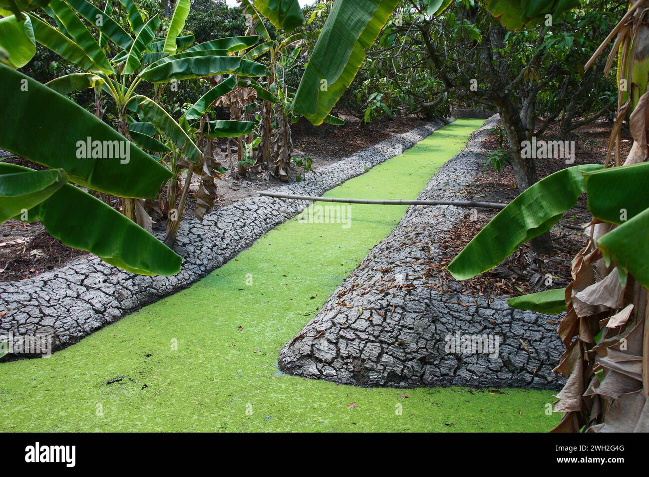 Water lettuce on irrigation canal surface in a banana grove in Ratchaburi, Thailand. Stock Photo