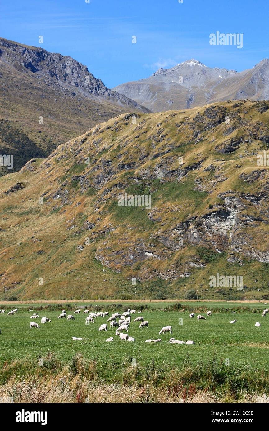 Sheep grazing on pasture in Otago region of South Island, New Zealand. Agriculture in Mount Aspiring National Park. Stock Photo