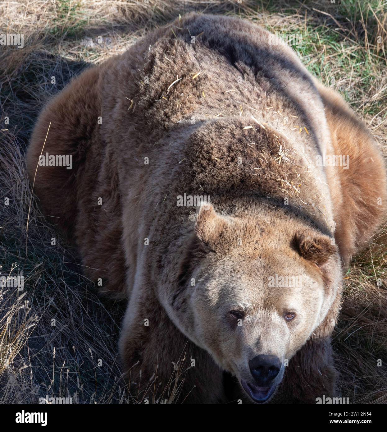 Keenesburg, Colorado - A grizzly bear (Ursus arctos horribilis) at the Wild Animal Sanctuary, a nonprofit that rescues animals that have been abused o Stock Photo
