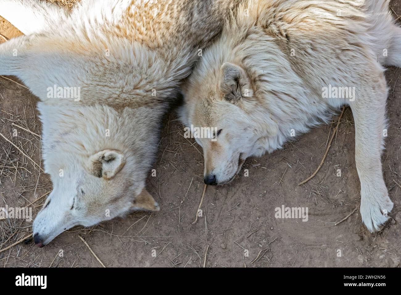 Keenesburg, Colorado - Wolves sleeping at the Wild Animal Sanctuary, a nonprofit that rescues animals that have been abused or held illegally. An elev Stock Photo