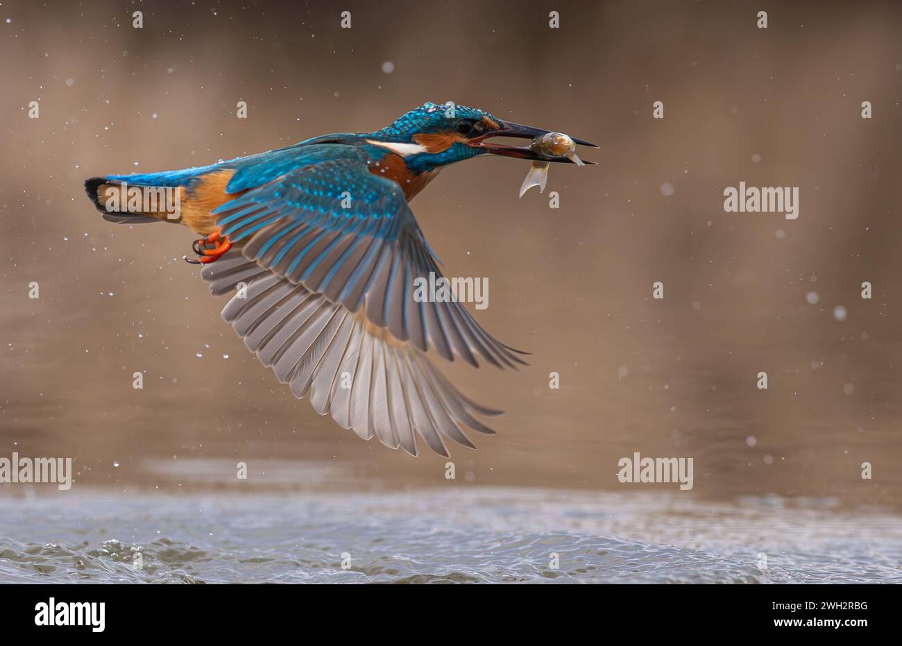 beautiful kingfisher flies away with the fish in its mouth after fishing Stock Photo