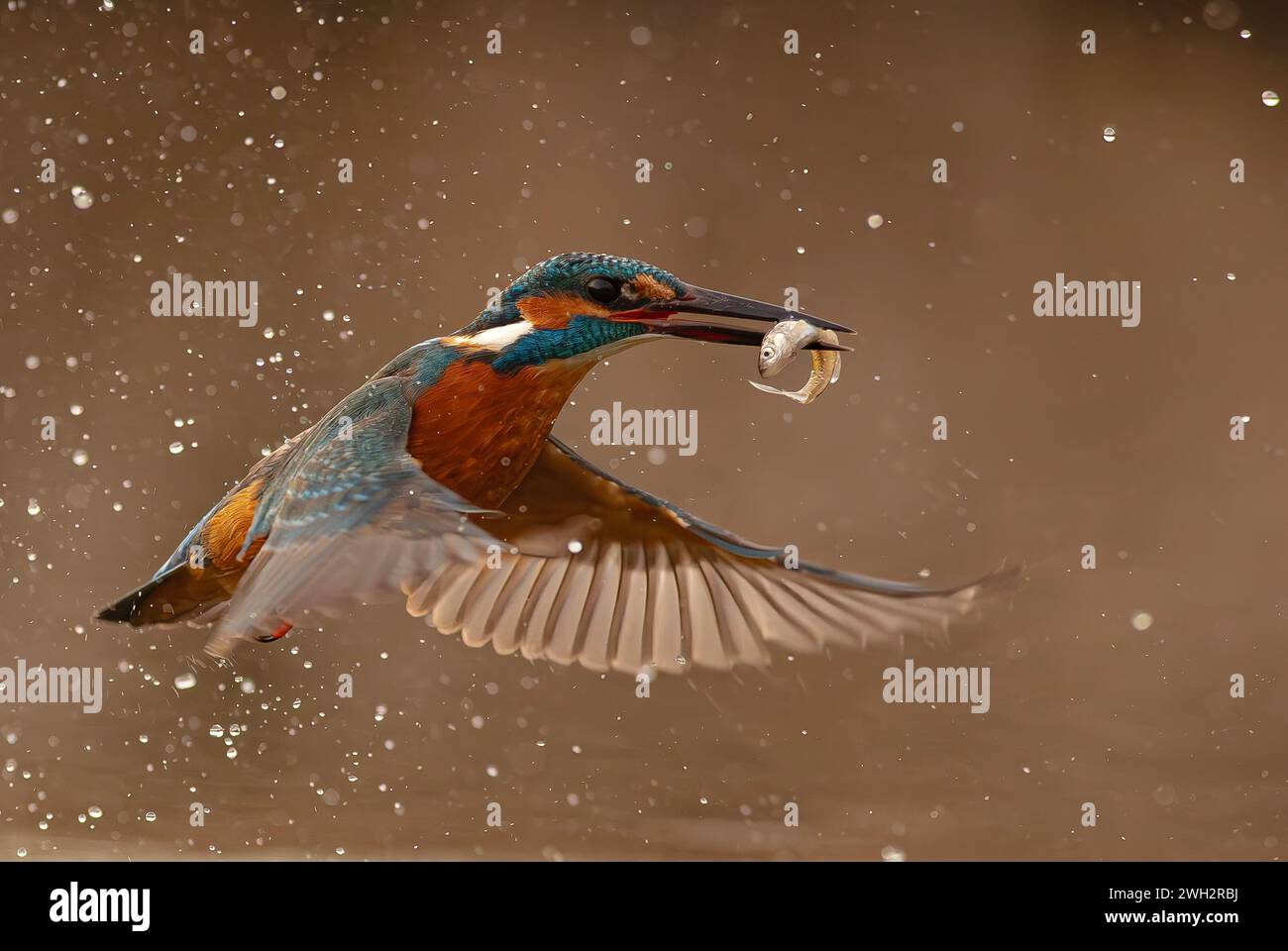 beautiful kingfisher flies away with the fish in its mouth after fishing Stock Photo