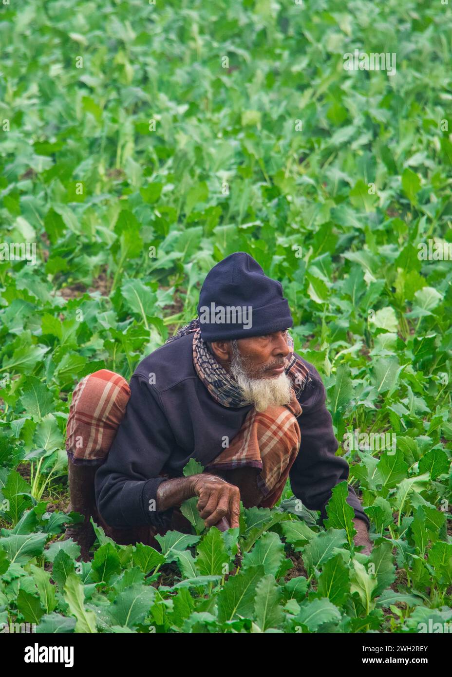 Farmers work in their vegetable fields In the serene winter dawn of Saver, their breath visible in the gentle air. This image was captured on January Stock Photo