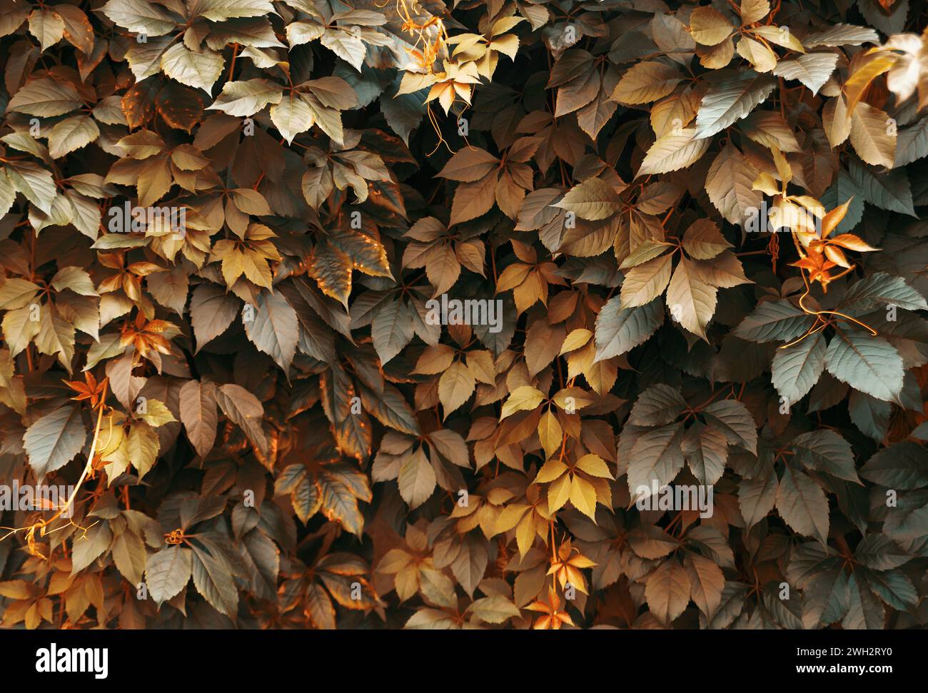 Autumn background from bush leaves. Yellow, green and orange fall foliage. Stock Photo