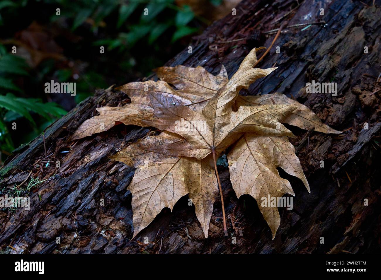 Beautiful fallen golden and brown leaves resting on a fallen tree trunk. Stock Photo
