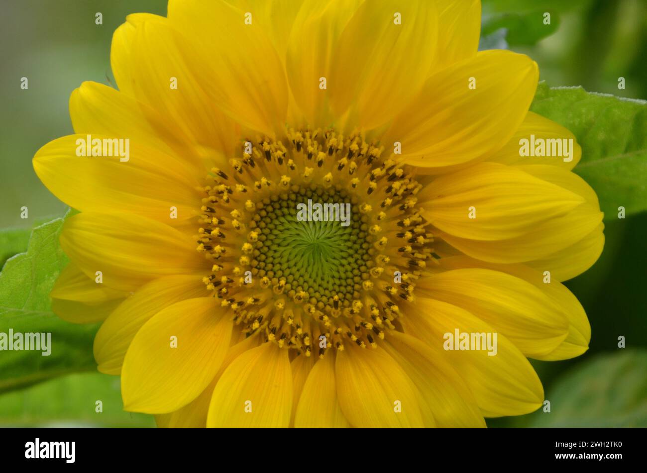 sunflowers plant (Helianthus annus inflorescence) Stock Photo