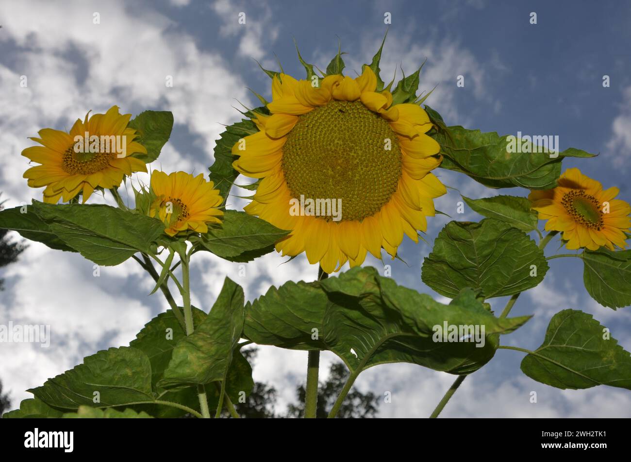 sunflowers plant (Helianthus annus inflorescence) Stock Photo