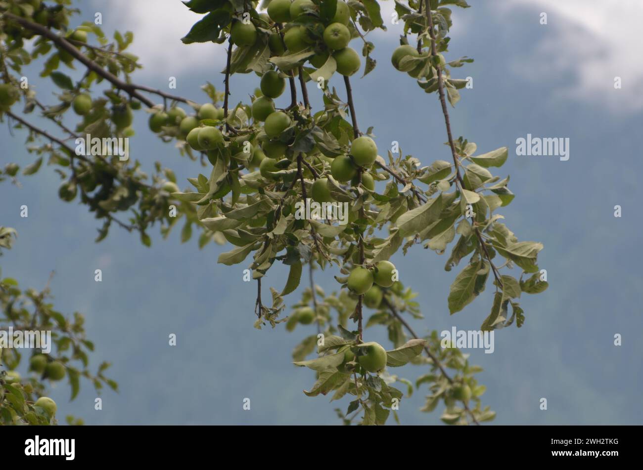 Apple tree garden in kaghan valley pakistan Stock Photo