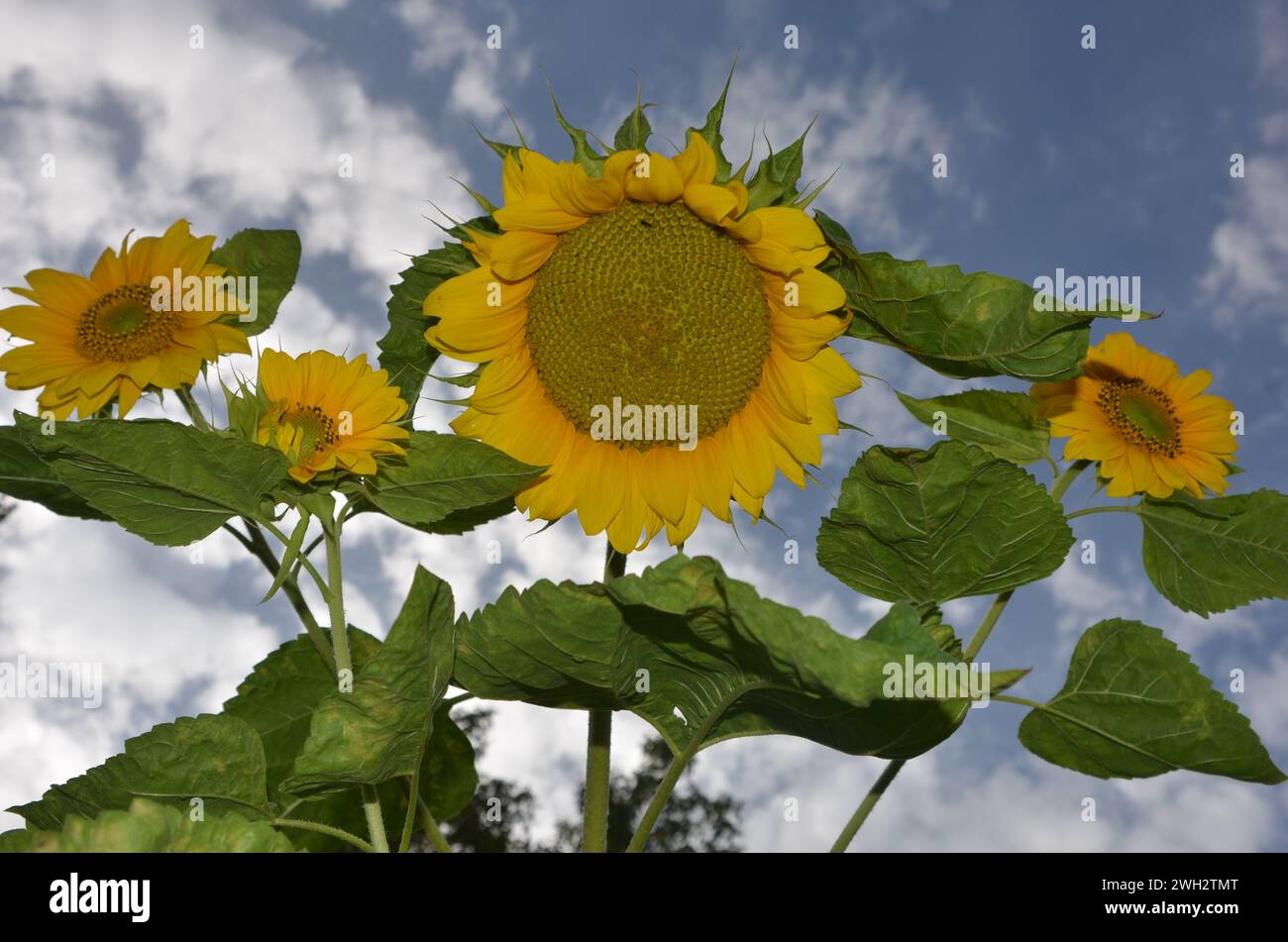 sunflowers plant (Helianthus annus inflorescence) Stock Photo