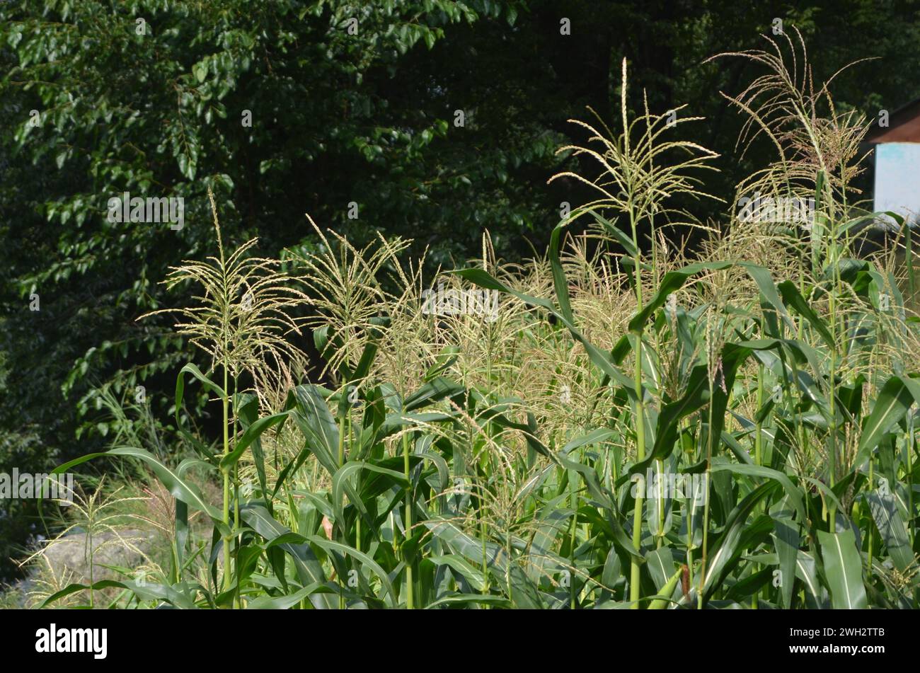 Zea maize plants spike Stock Photo