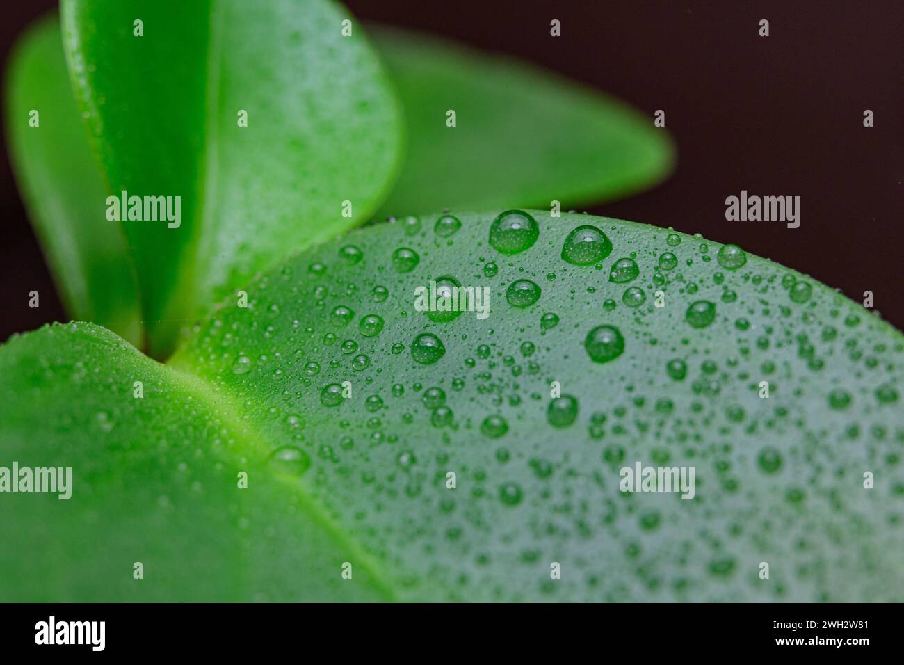 Green leaves macro water hi-res stock photography and images - Alamy