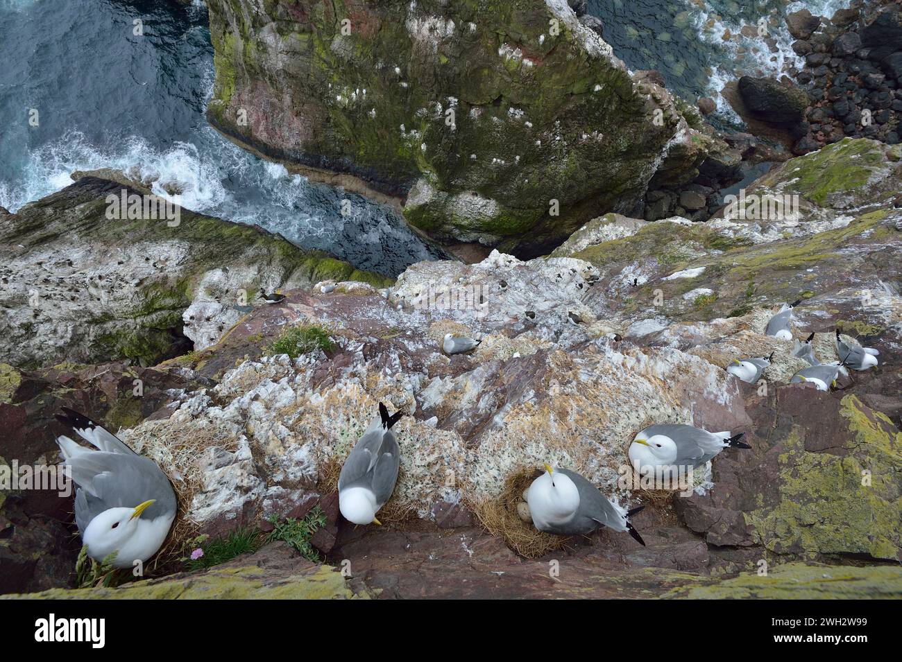 Kittiwake (Rissa tridactyla) above view of ledges of nesting birds from ...