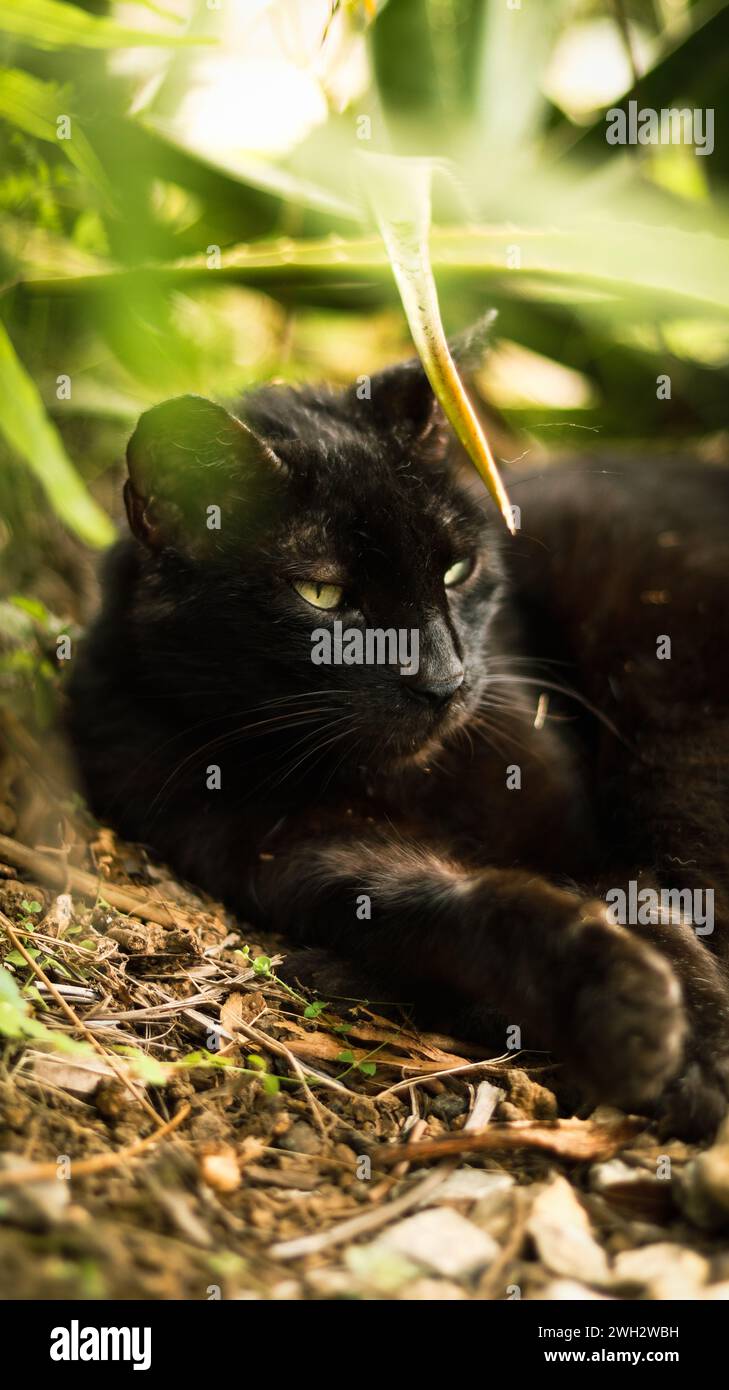 A black cat resting in shady foliage. Stock Photo