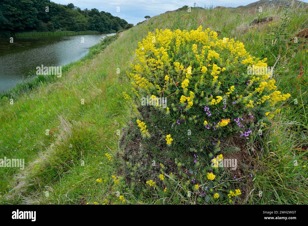 Yellow Meadow Ant (Lasius flavus) nest with in natural grassland with Wild Thyme (Thymus serpyllum) and Lady's Bedstraw (Galium verum) growing on top. Stock Photo