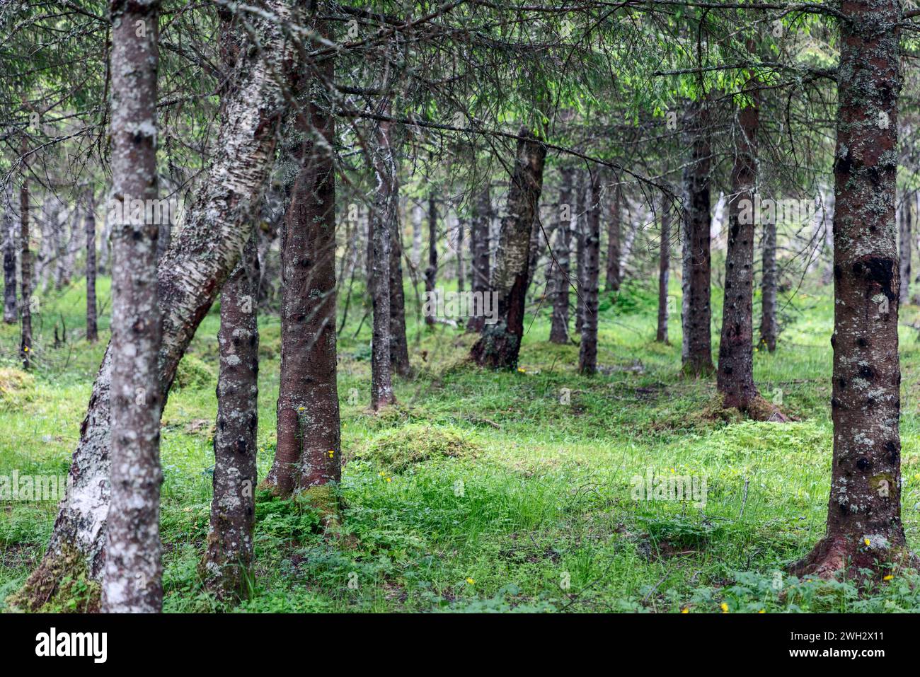 A tranquil pine forest with slender trunks and a carpet of green understory, nestled in the heart of Scandinavia's wilderness Stock Photo